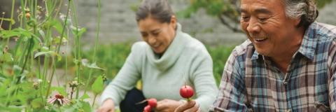Man and woman picking radishes in the garden